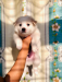 German spitz